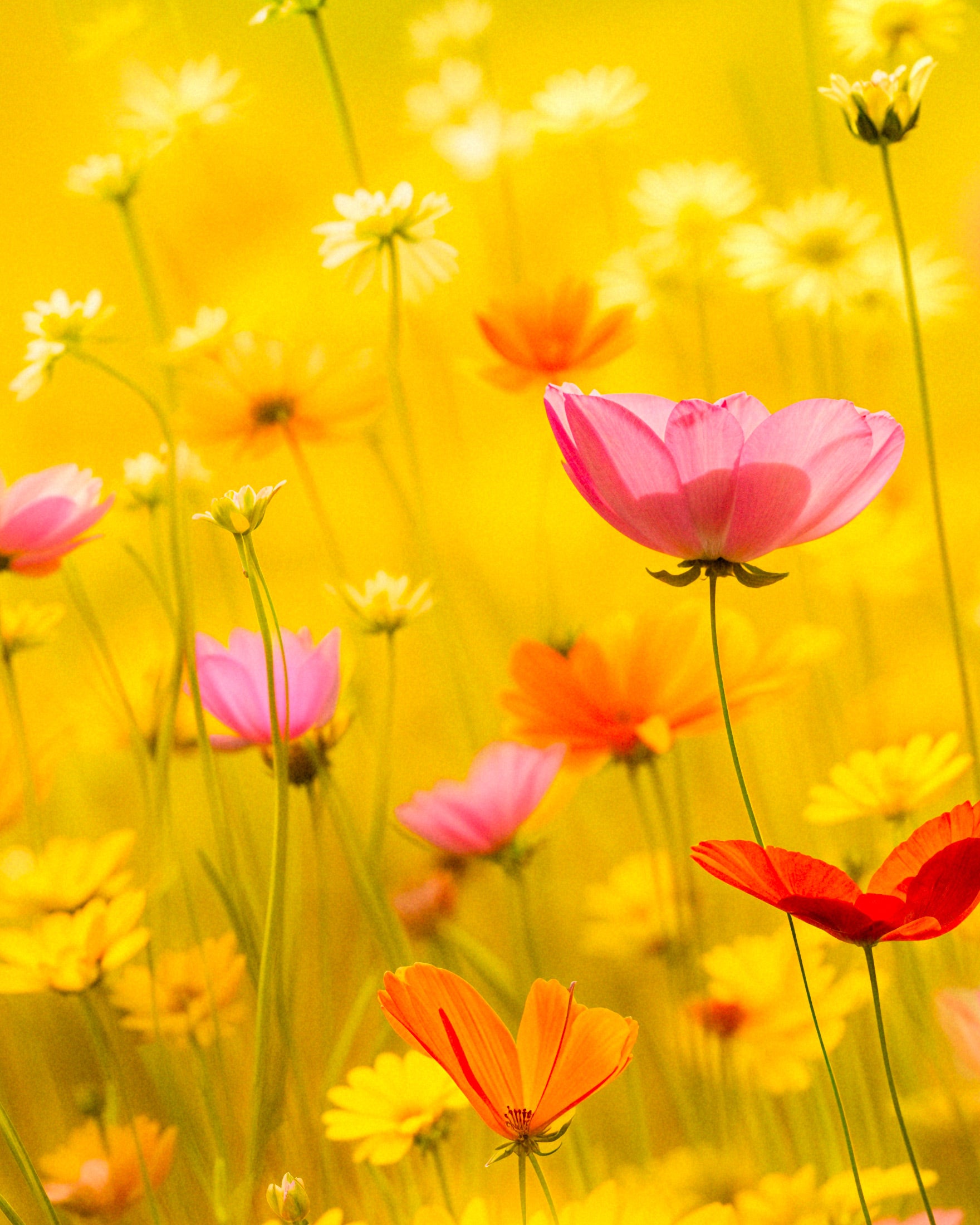 Sommerposter, Blumen