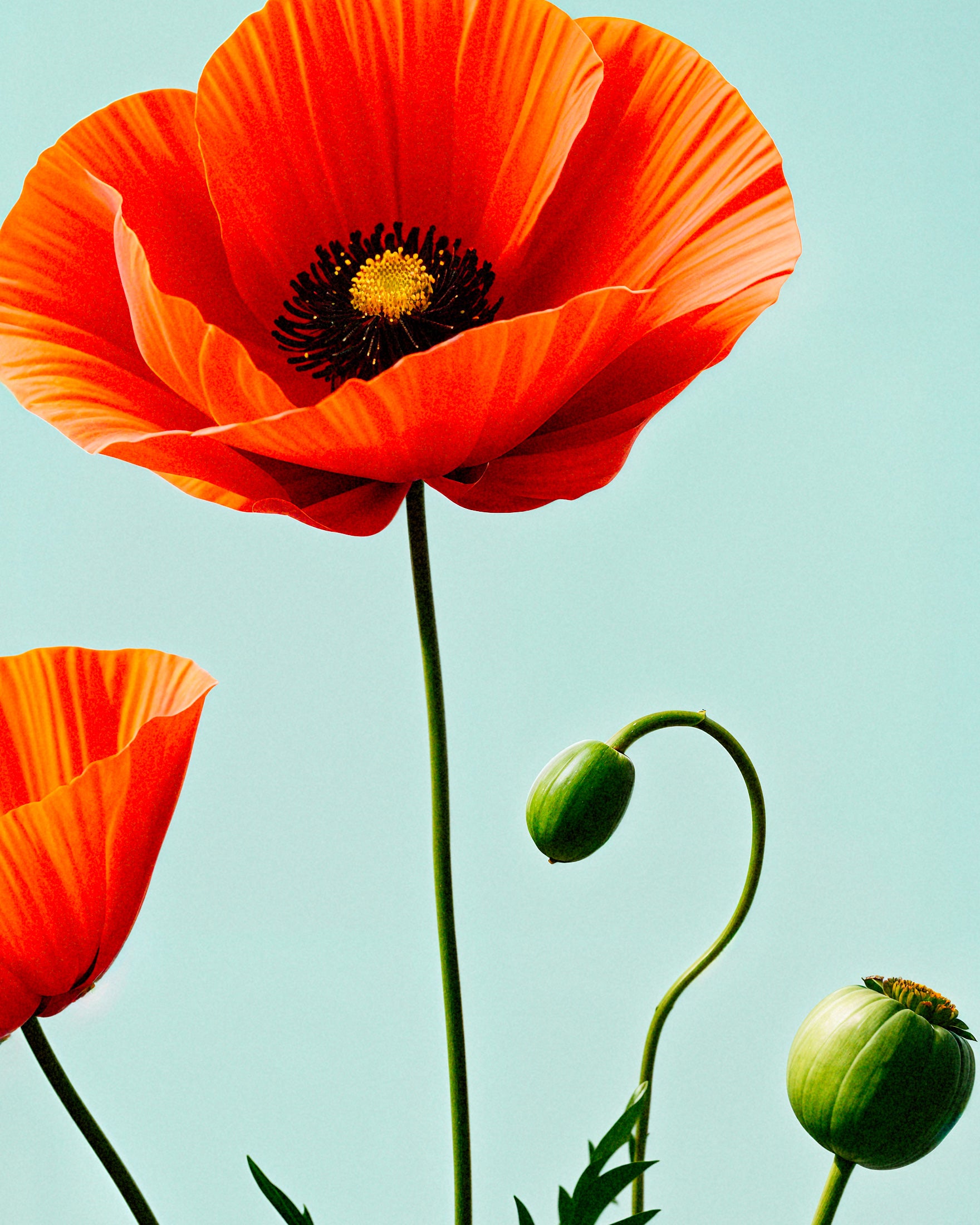 Mohnblumen 02 - poster