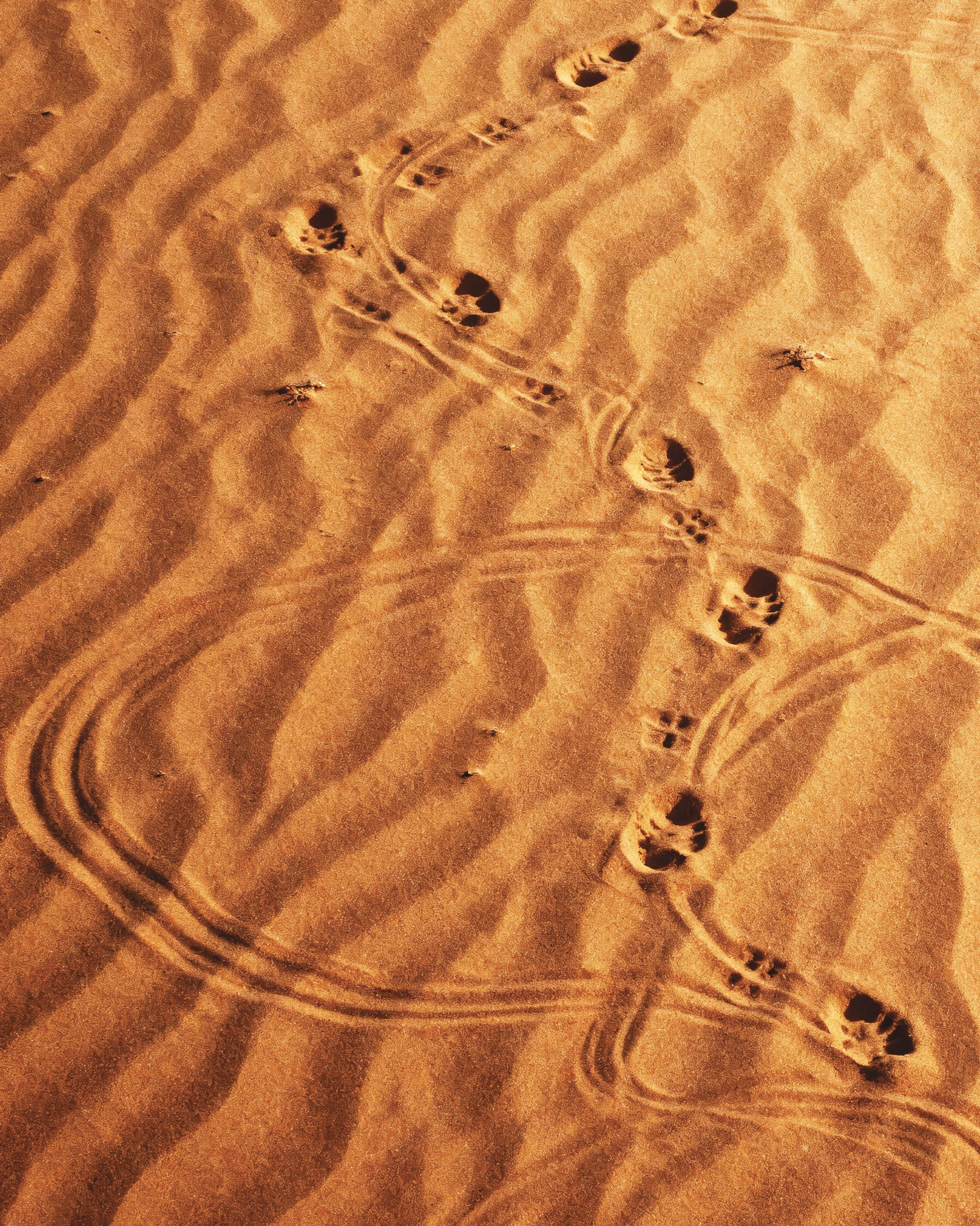 Sandwalk, Desert footsteps poster