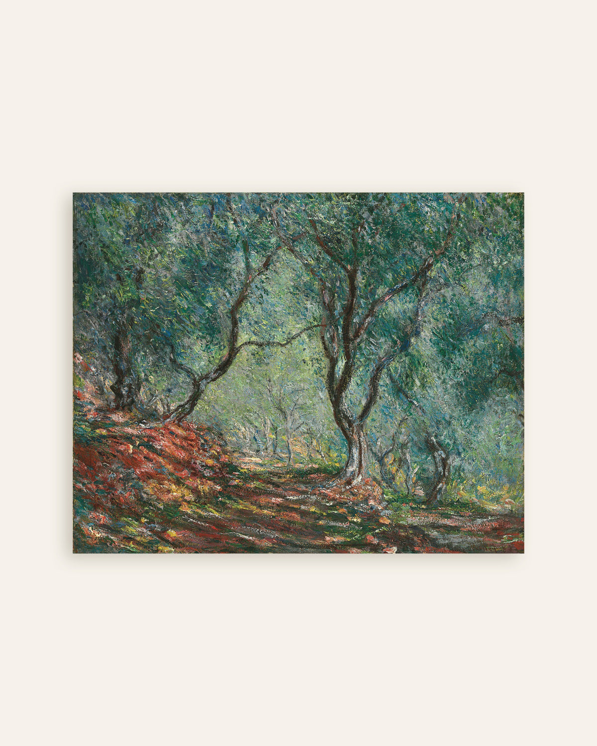 Poster Olivenhain im Garten Moreno (1884) von Claude Monet, Vorschaubild